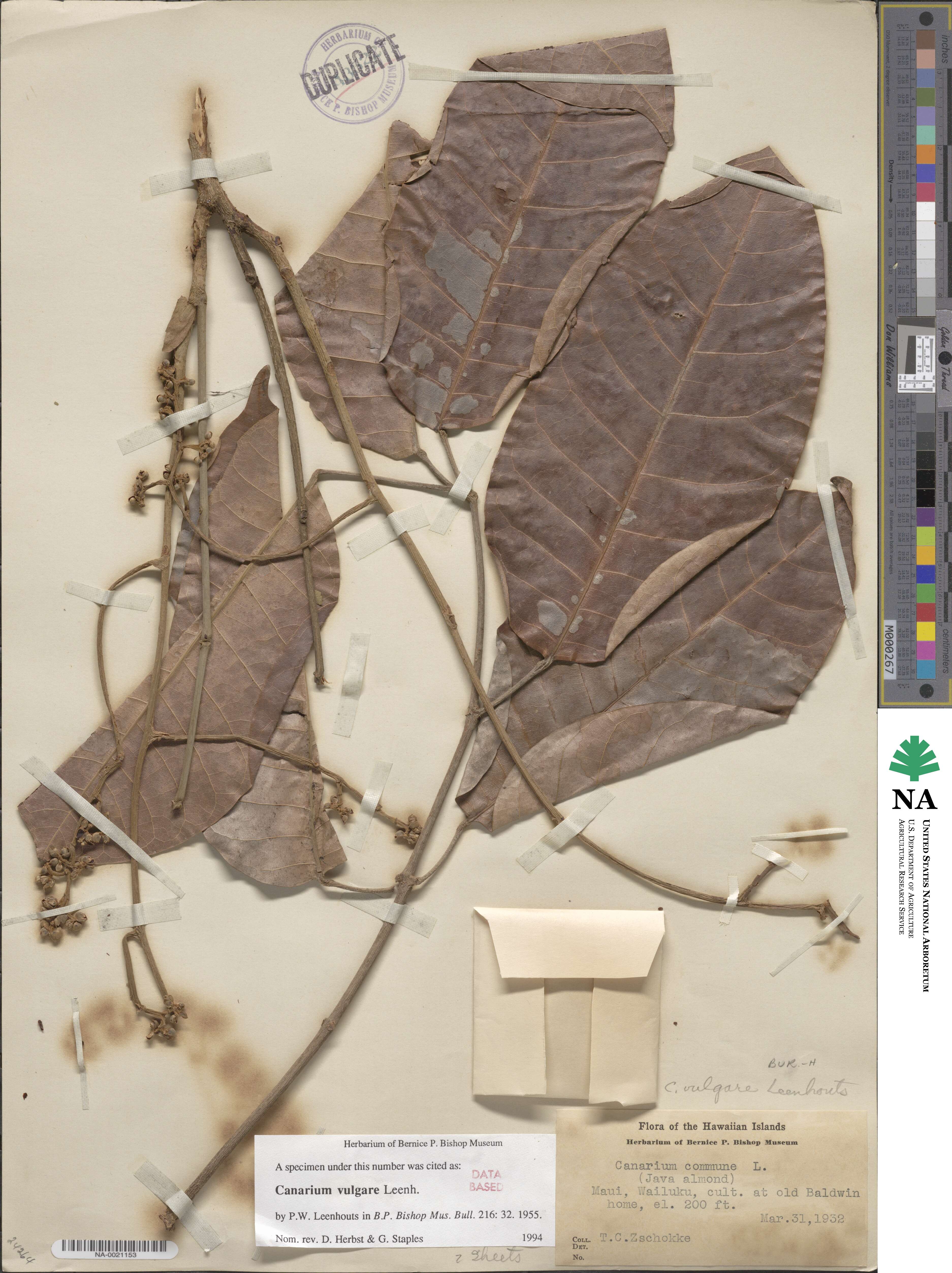 Canarium image