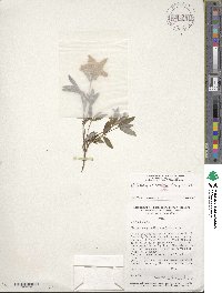 Platycodon grandiflorus image