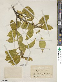 Symplocos theifolia image