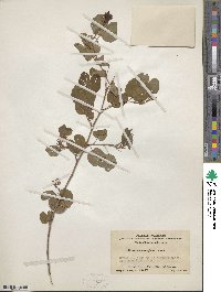 Image of Bauhinia brachycarpa