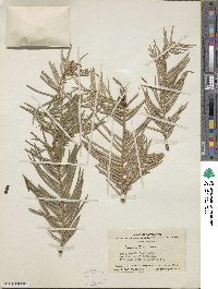 Cephalotaxus fortunei image