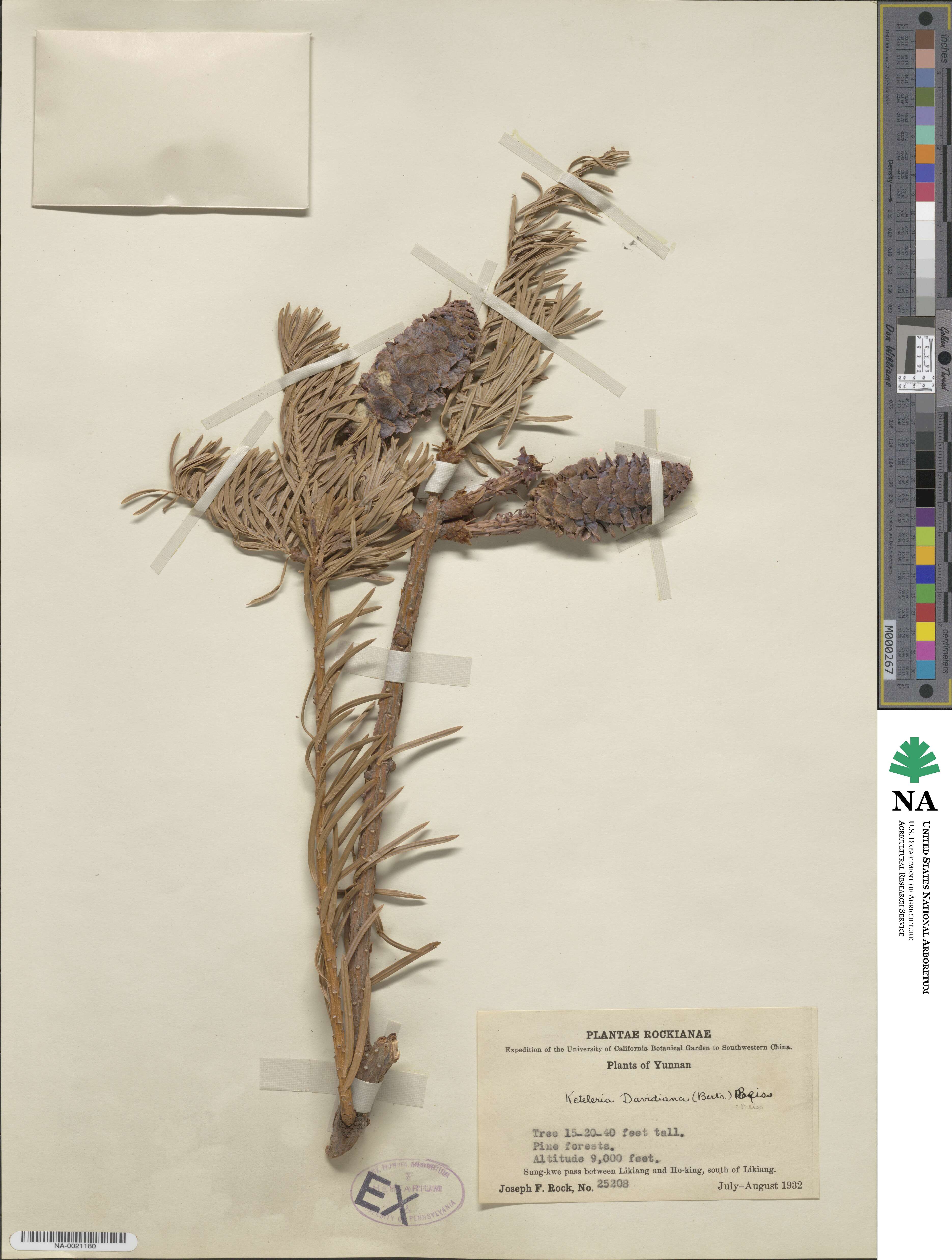 Keteleeria davidiana image