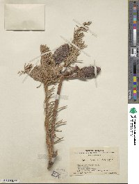 Keteleeria davidiana image