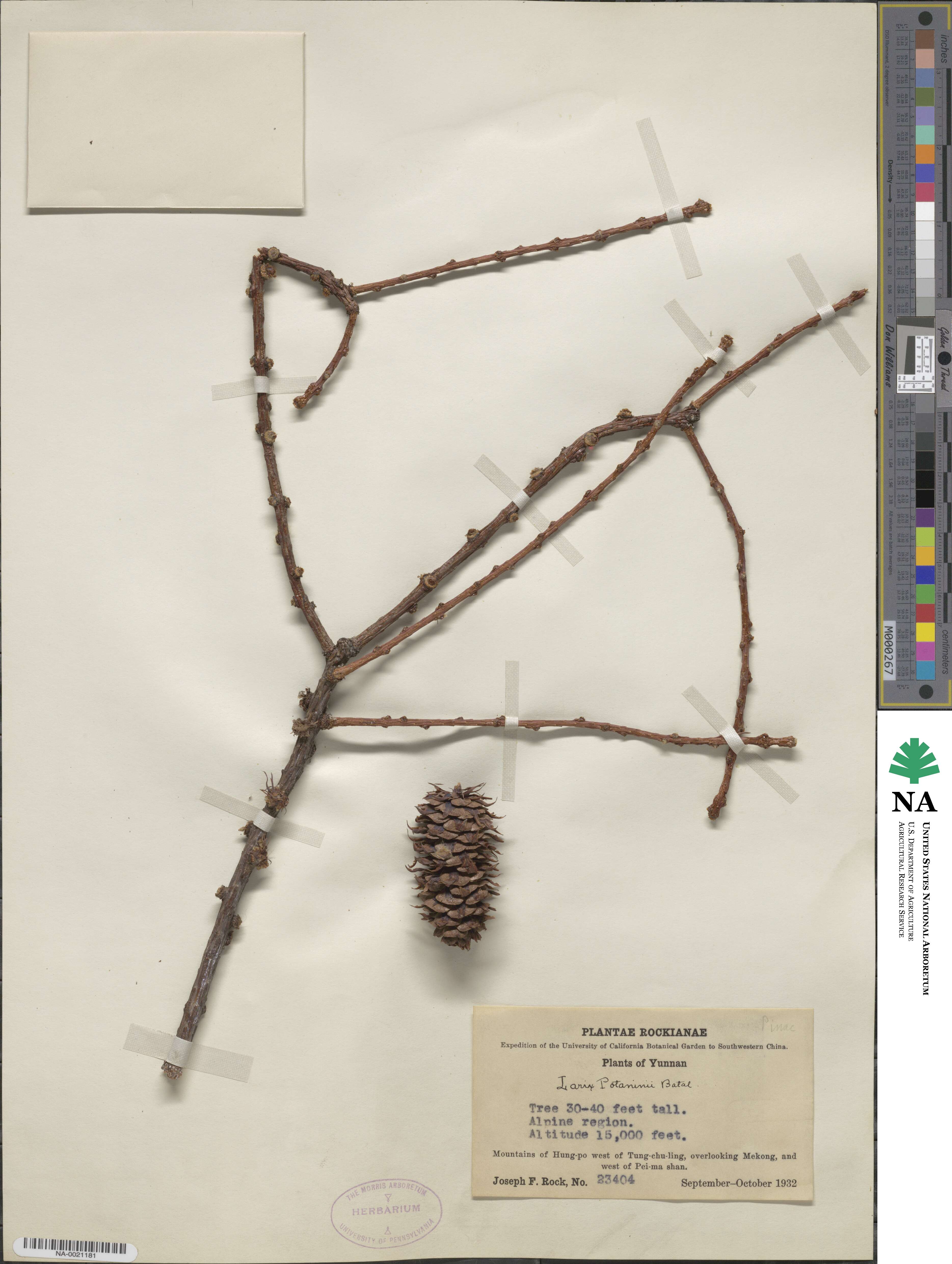 Larix potaninii image