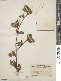Betula utilis image