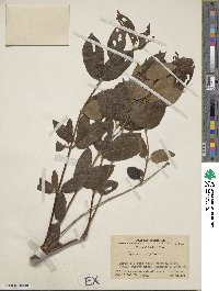 Lonicera acuminata image