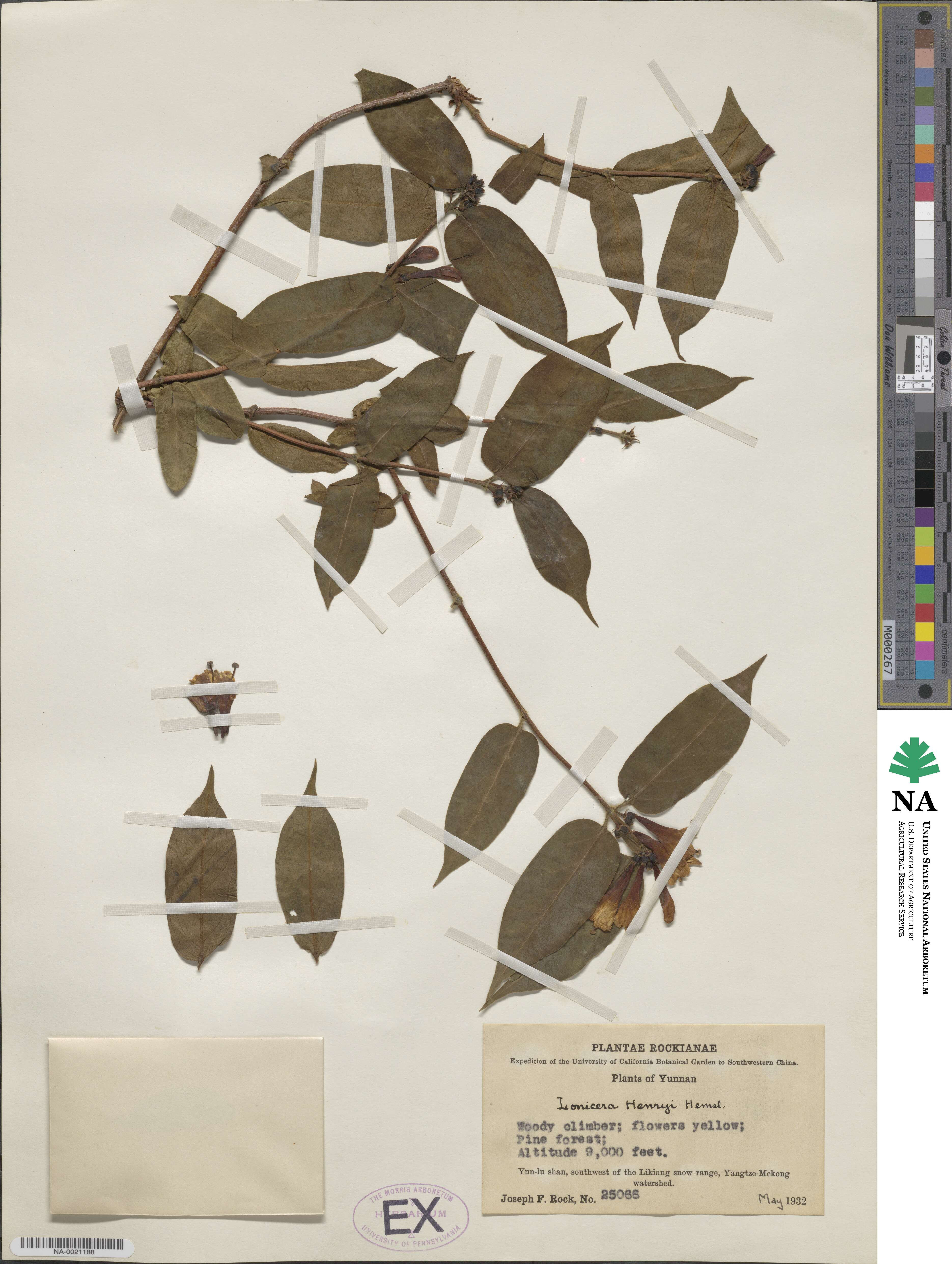 Lonicera acuminata image