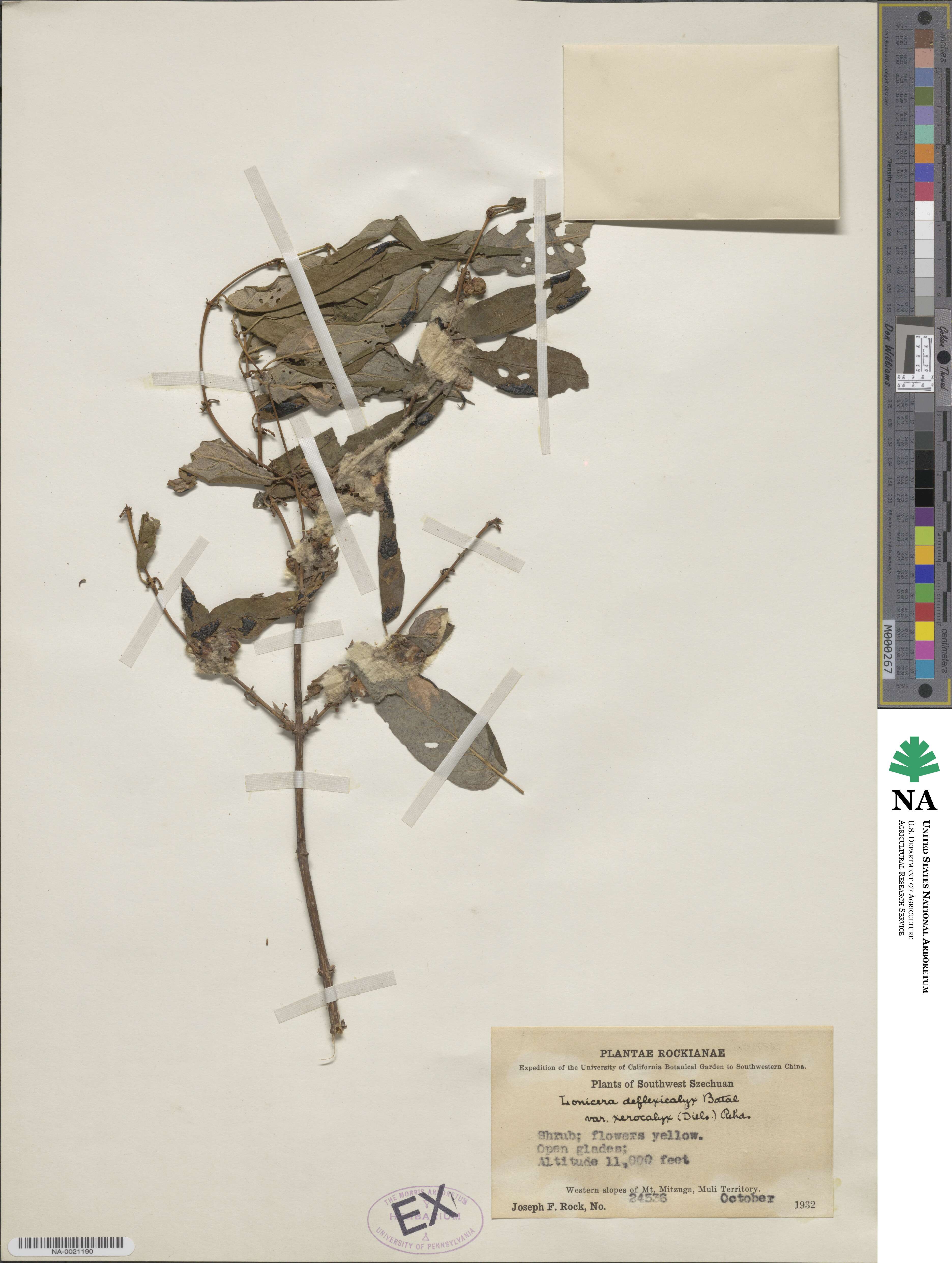 Lonicera trichosantha var. xerocalyx image