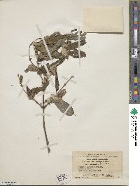 Lonicera trichosantha image