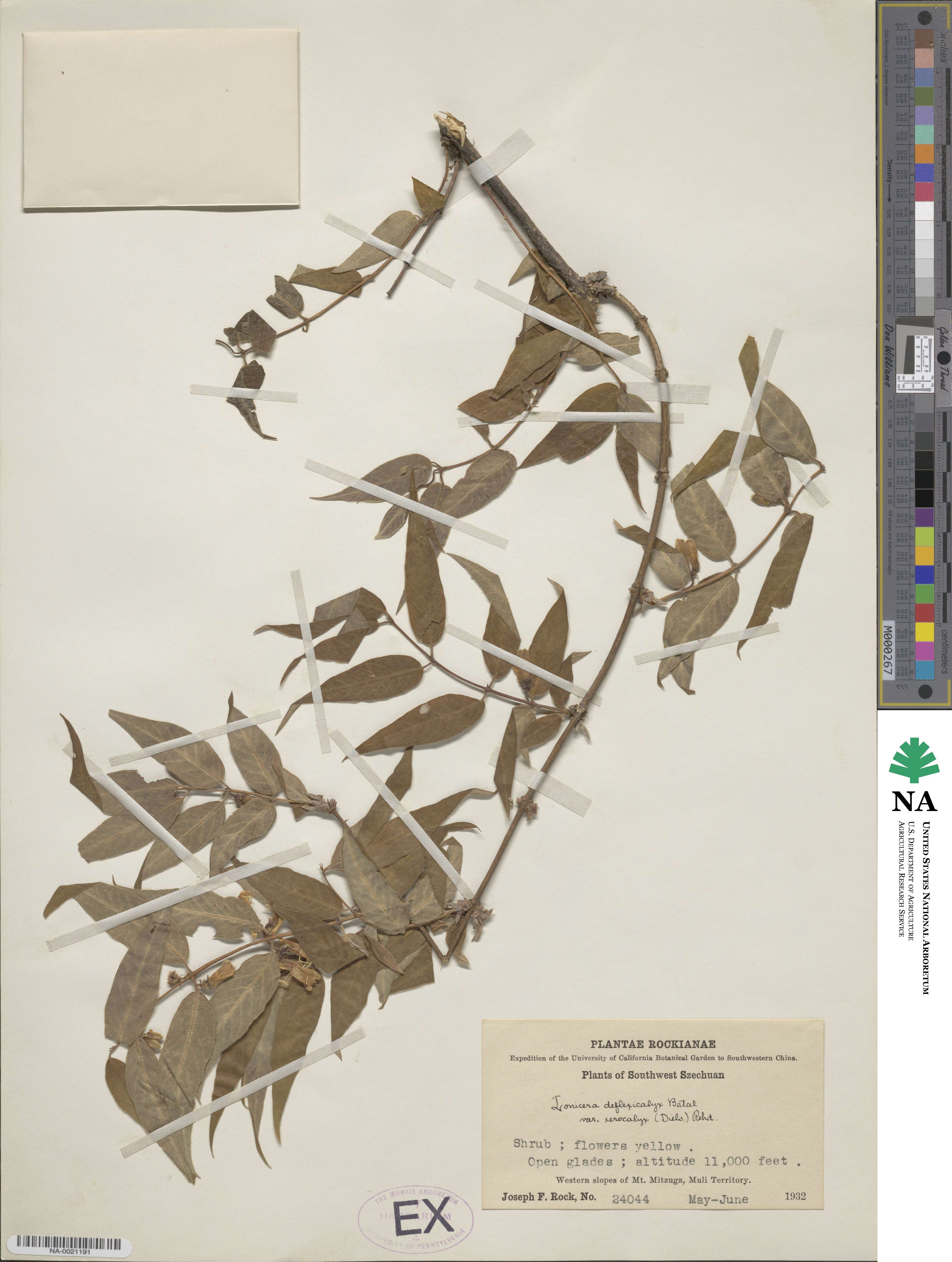 Lonicera trichosantha var. xerocalyx image