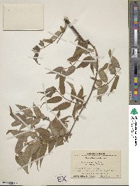 Lonicera trichosantha var. xerocalyx image