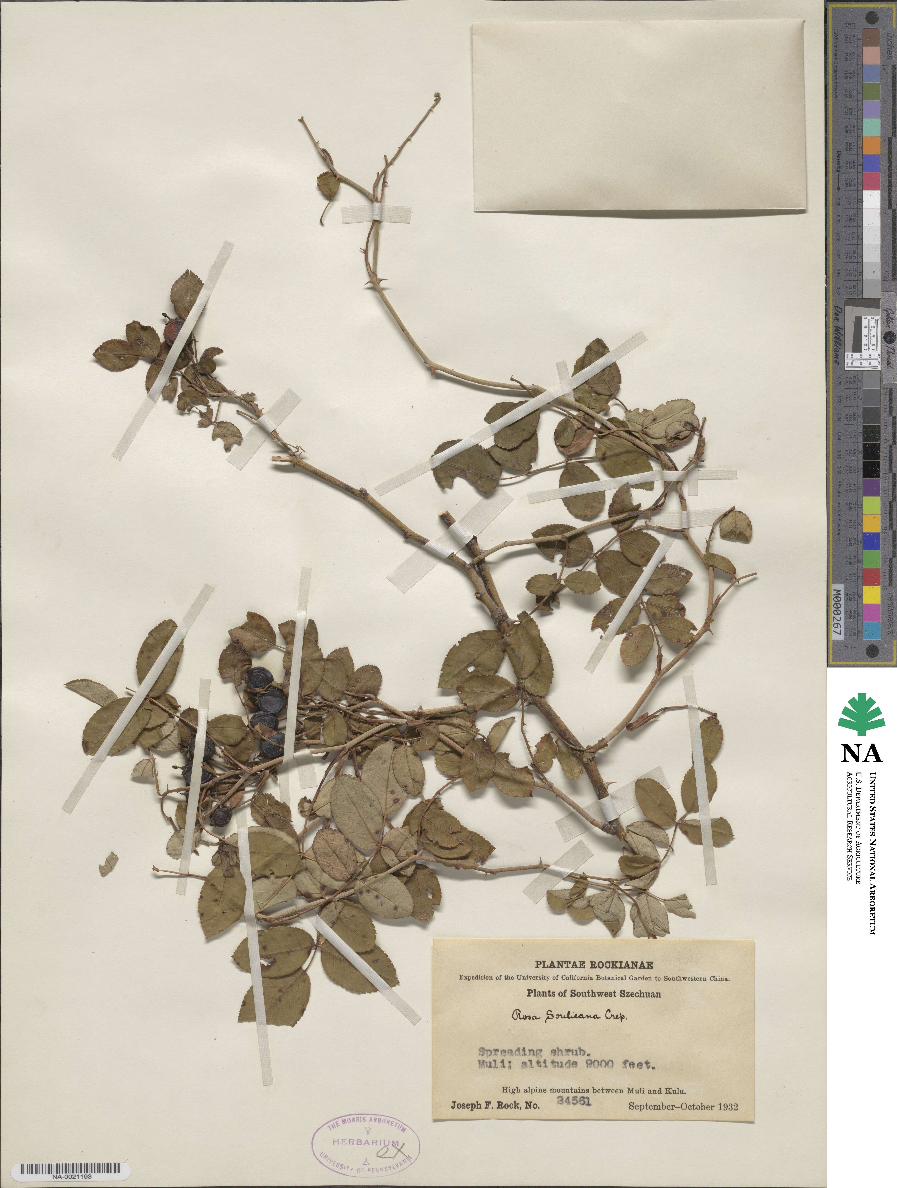 Rosa soulieana image