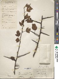 Malus toringoides image