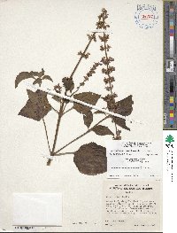 Coleus scutellarioides image