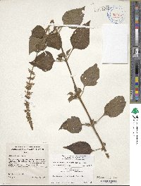 Coleus scutellarioides image