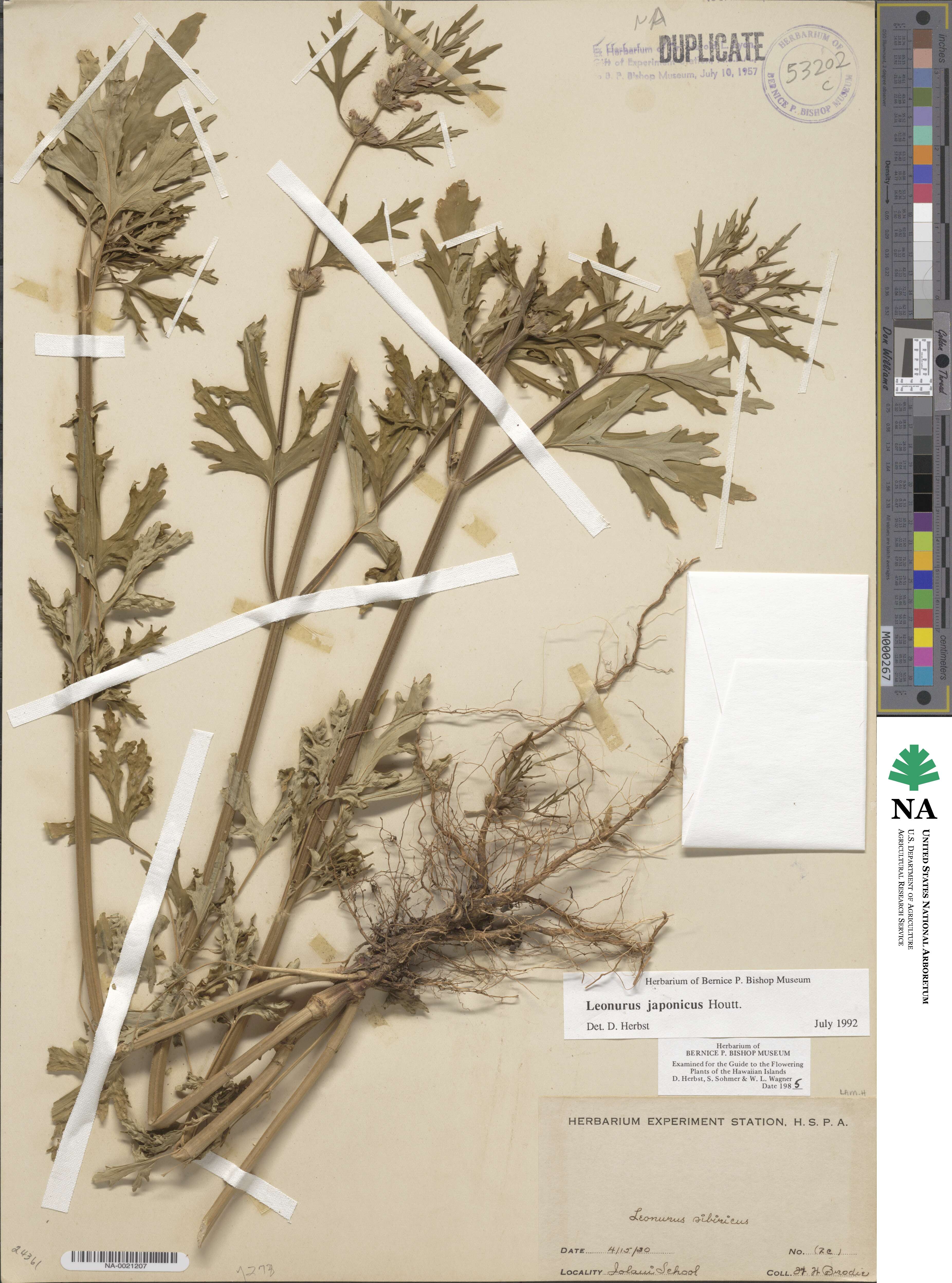 Leonurus japonicus image