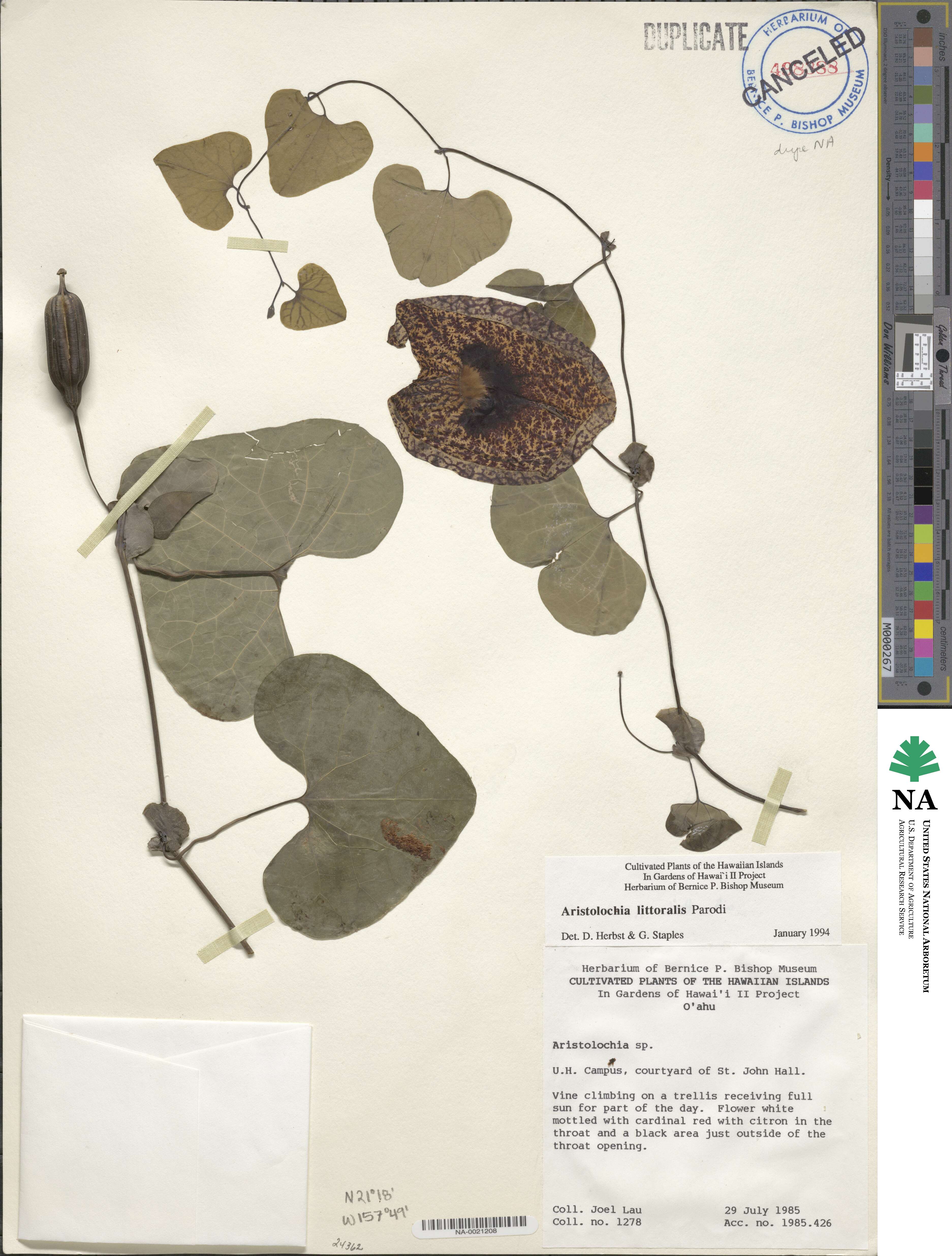 Aristolochia grandiflora image