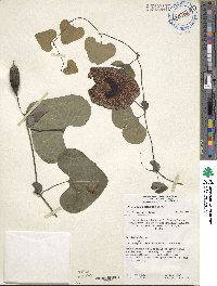 Aristolochia grandiflora image