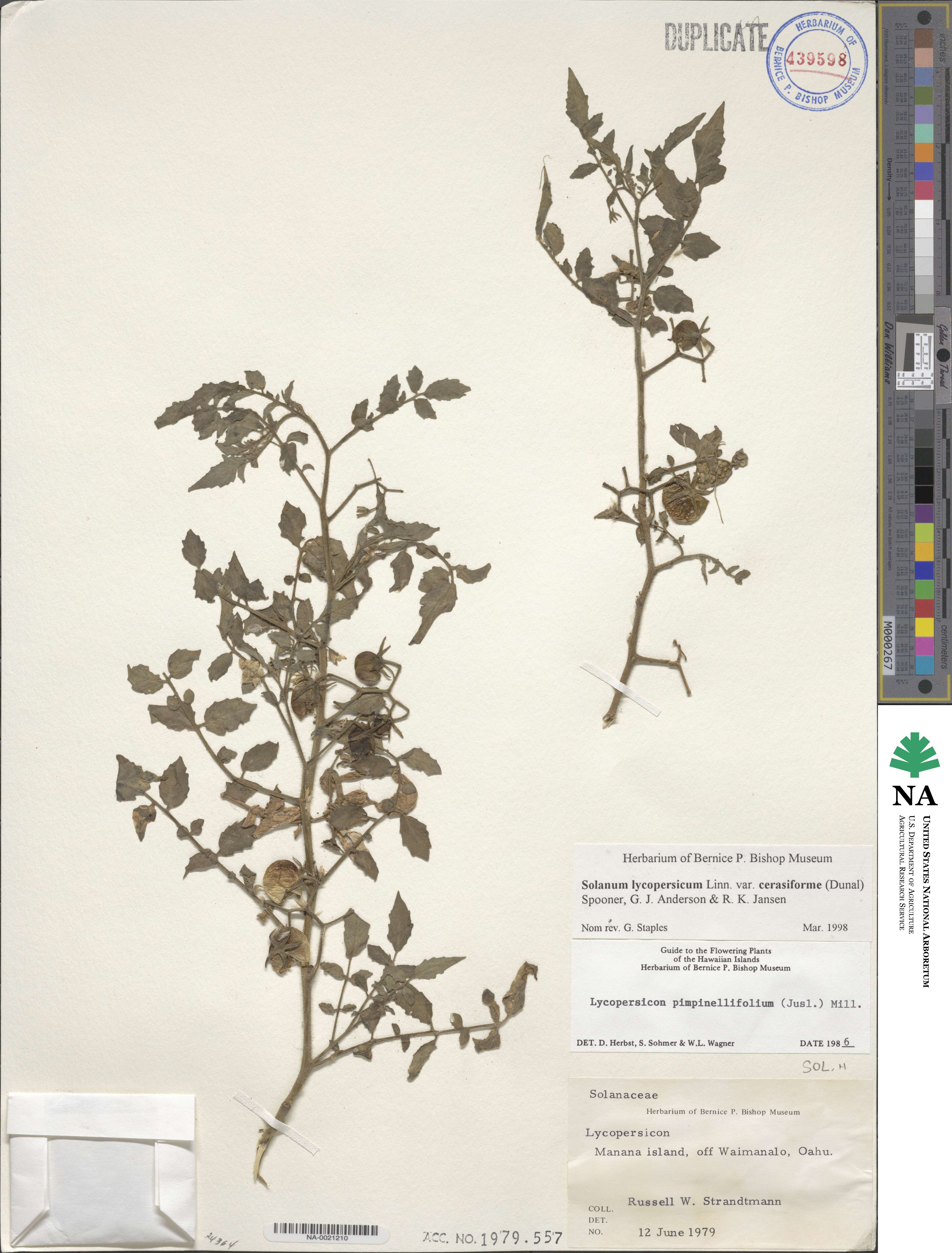 Solanum lycopersicum image