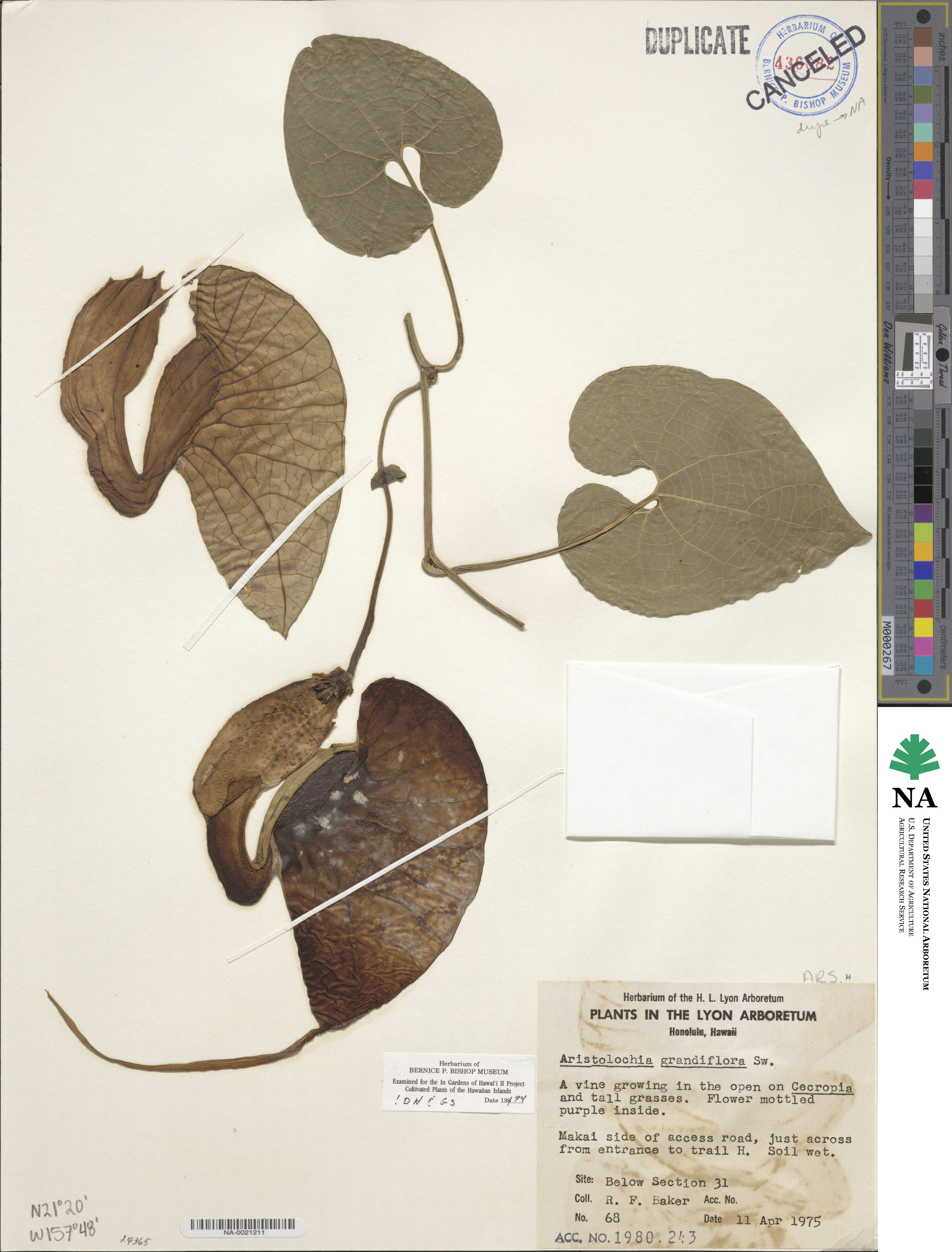 Aristolochia grandiflora image