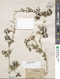 Image of Abutilon indicum