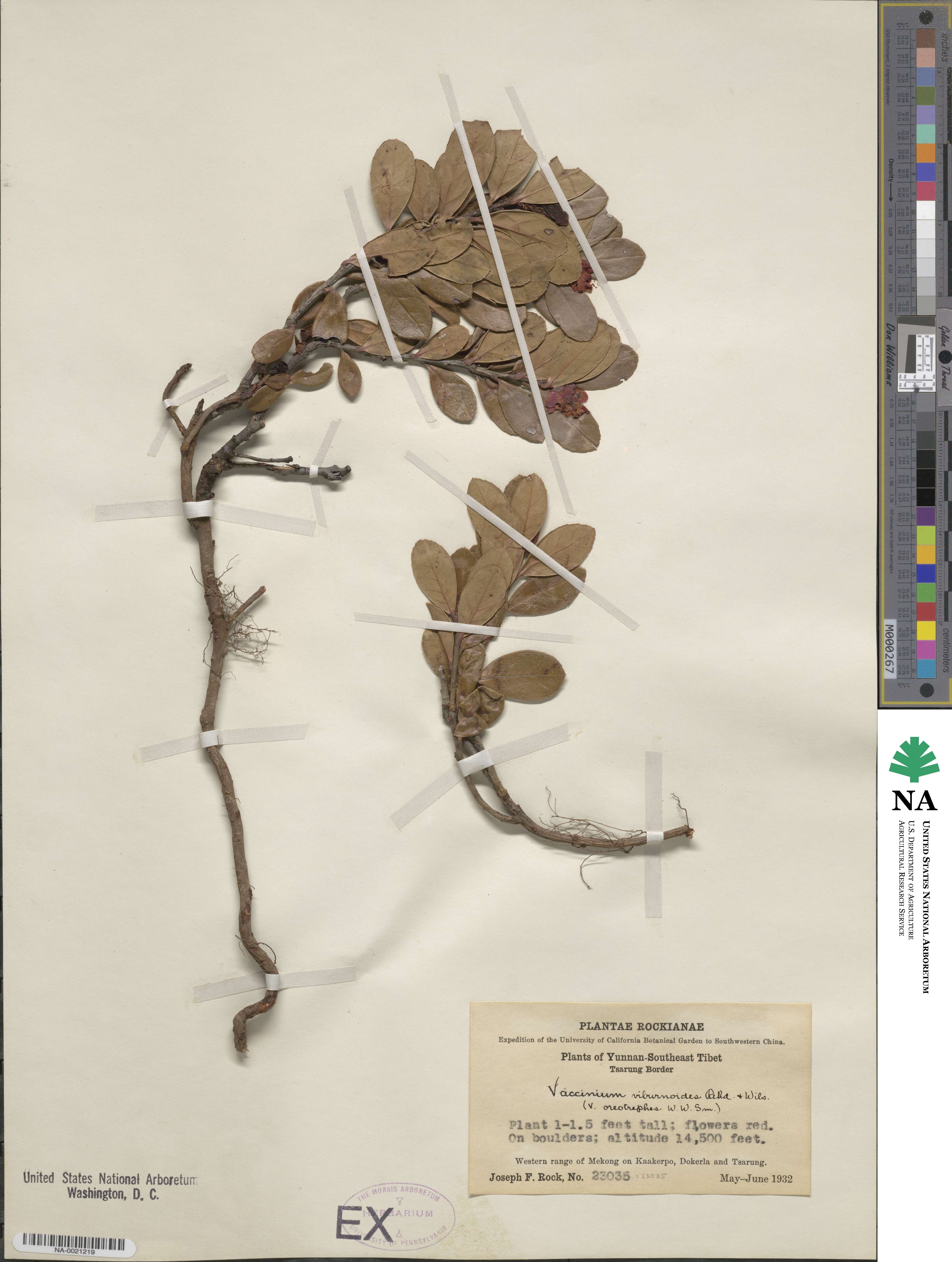 Vaccinium sikkimense image