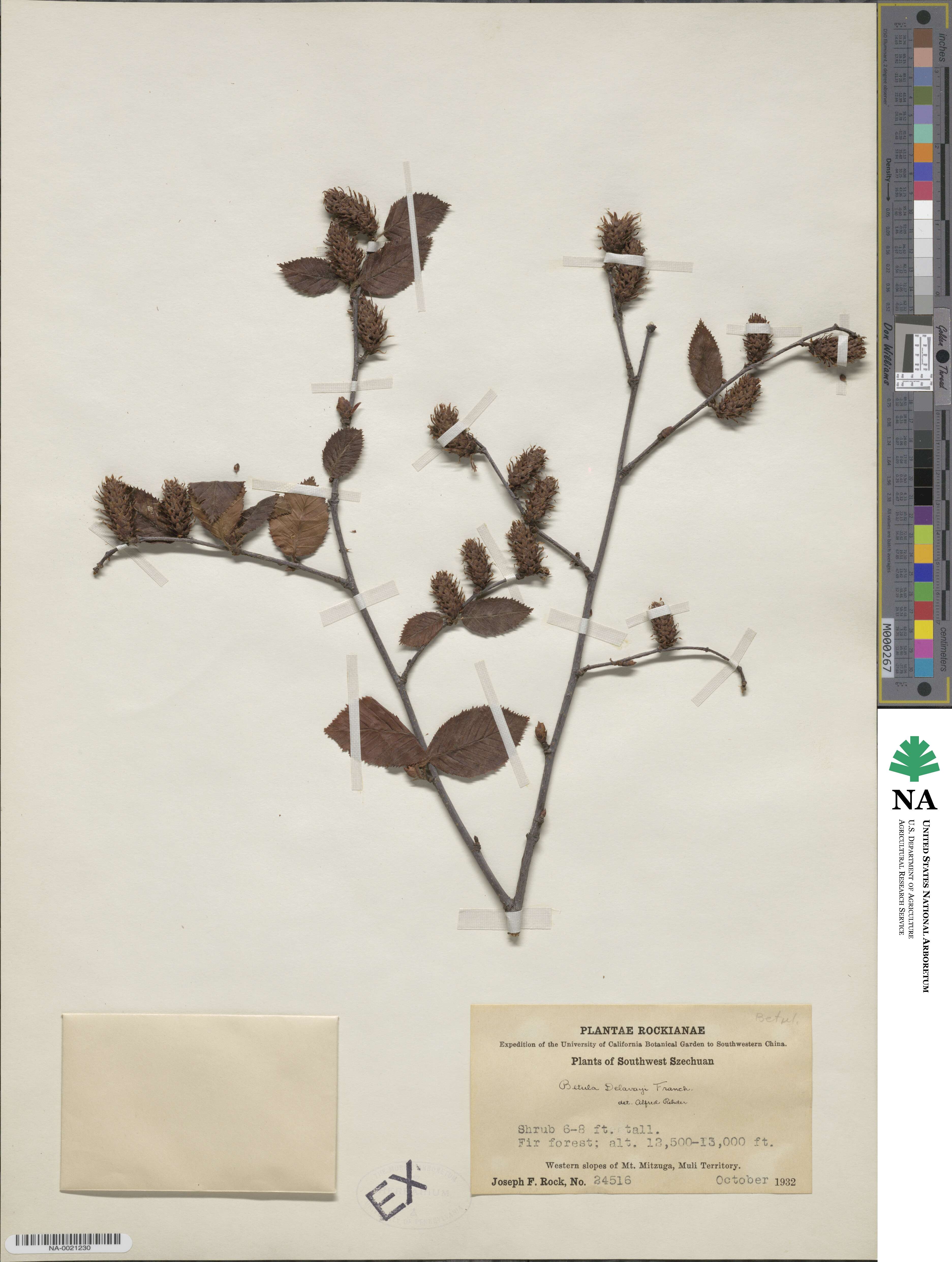 Betula delavayi image