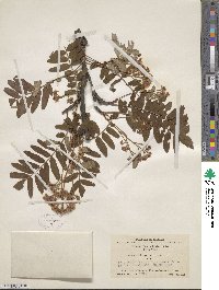 Sorbus hupehensis image