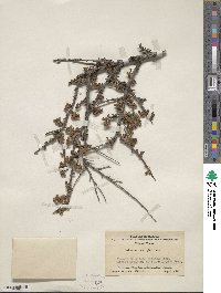 Cotoneaster microphyllus image