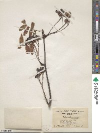 Sorbus hupehensis image