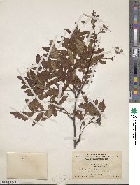 Sorbus hupehensis image