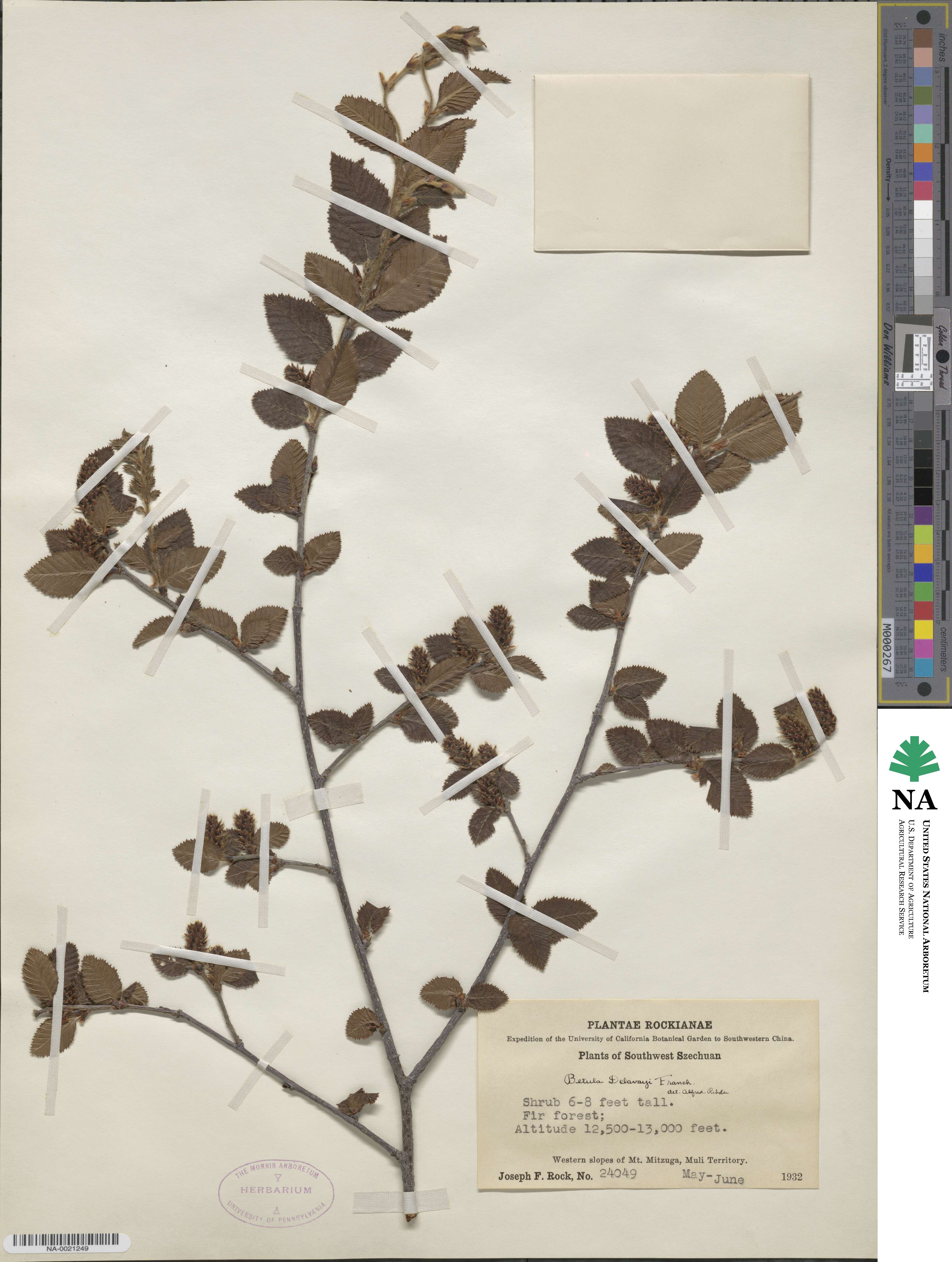 Betula delavayi image