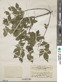 Vitex yunnanensis image