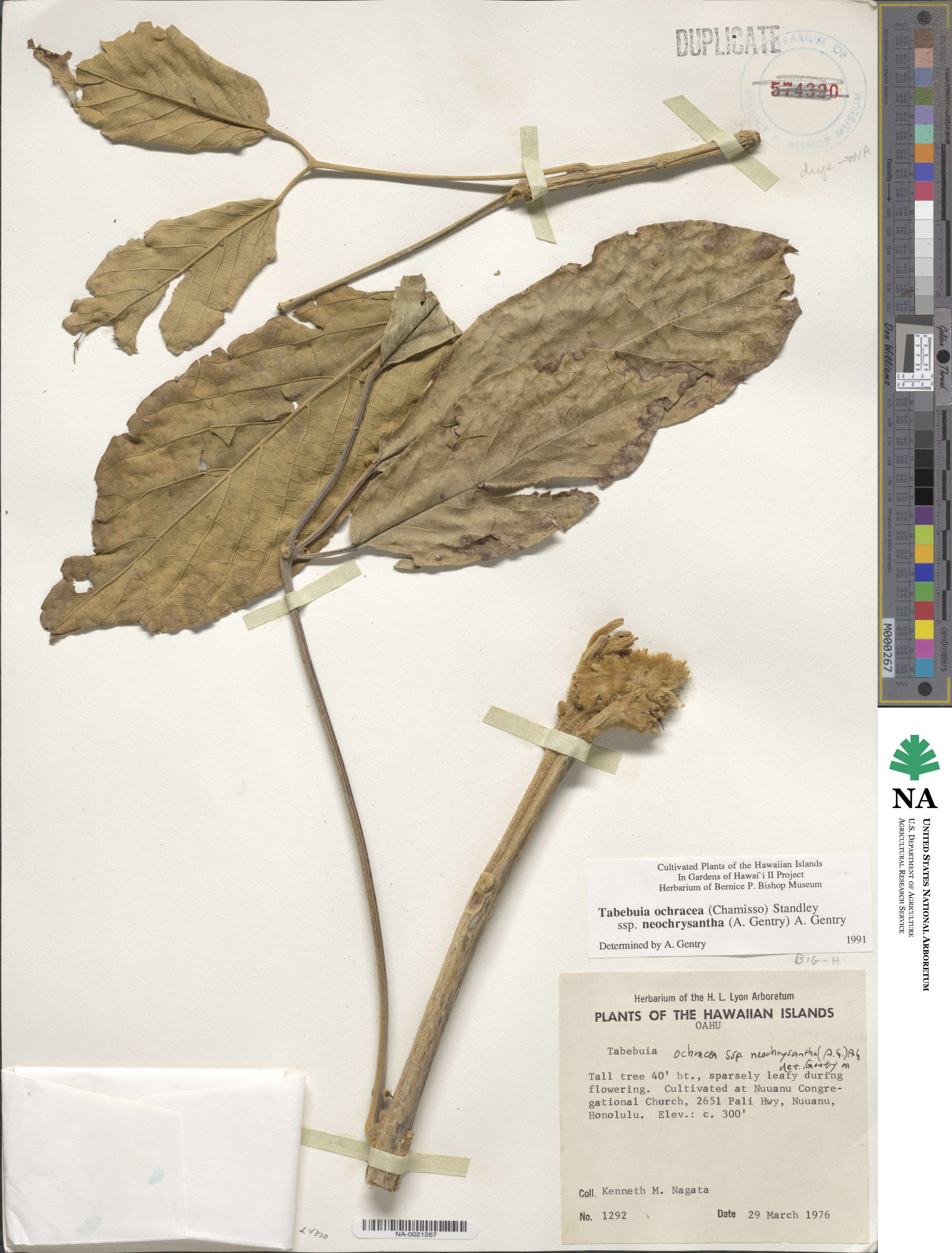 Handroanthus ochraceus subsp. ochraceus image