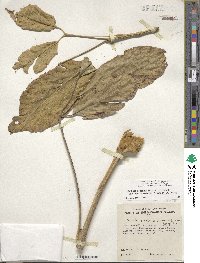 Handroanthus ochraceus image