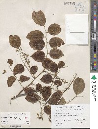 Image of Pterocarpus indicus