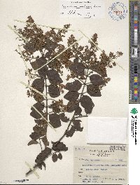 Image of Ligustrum japonicum