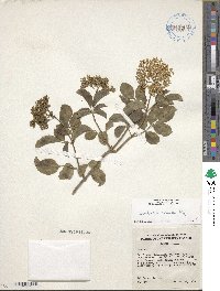 Sambucus cerulea image