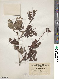 Sorbus rehderiana image