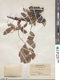 Sorbus oligodonta image