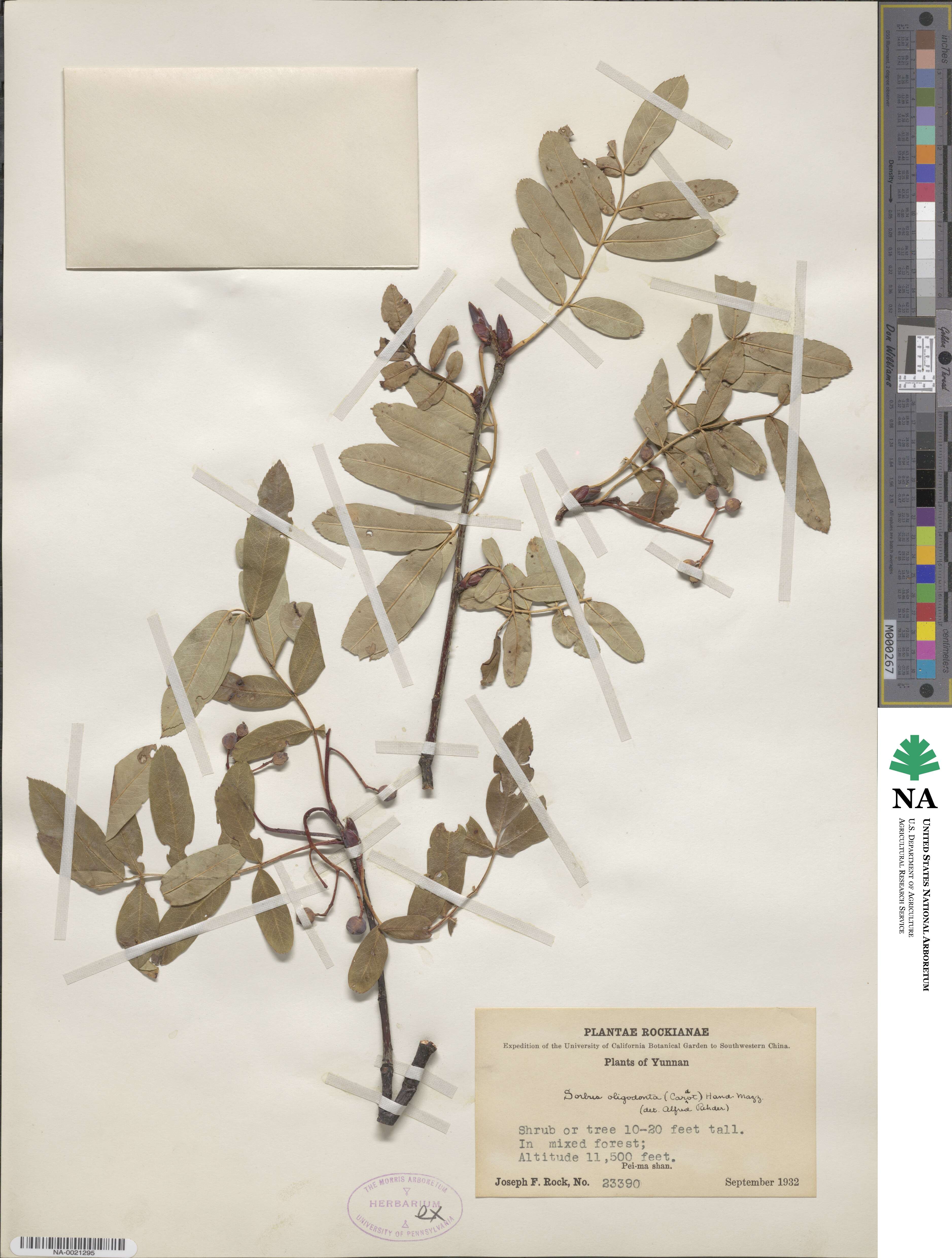 Sorbus oligodonta image