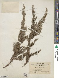 Image of Juniperus squamata