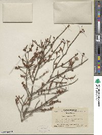 Tsuga chinensis image