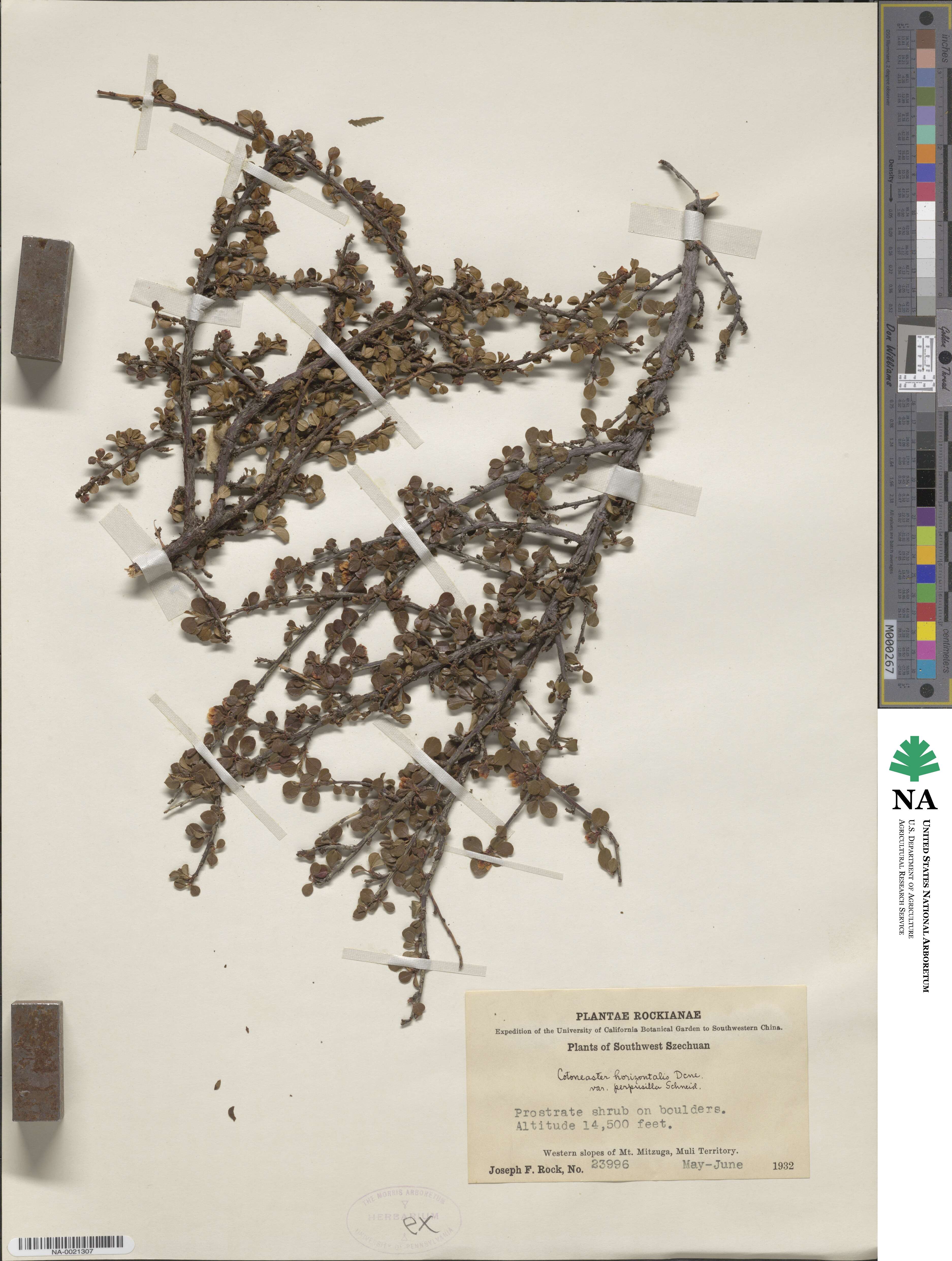 Cotoneaster horizontalis var. perpusillus image