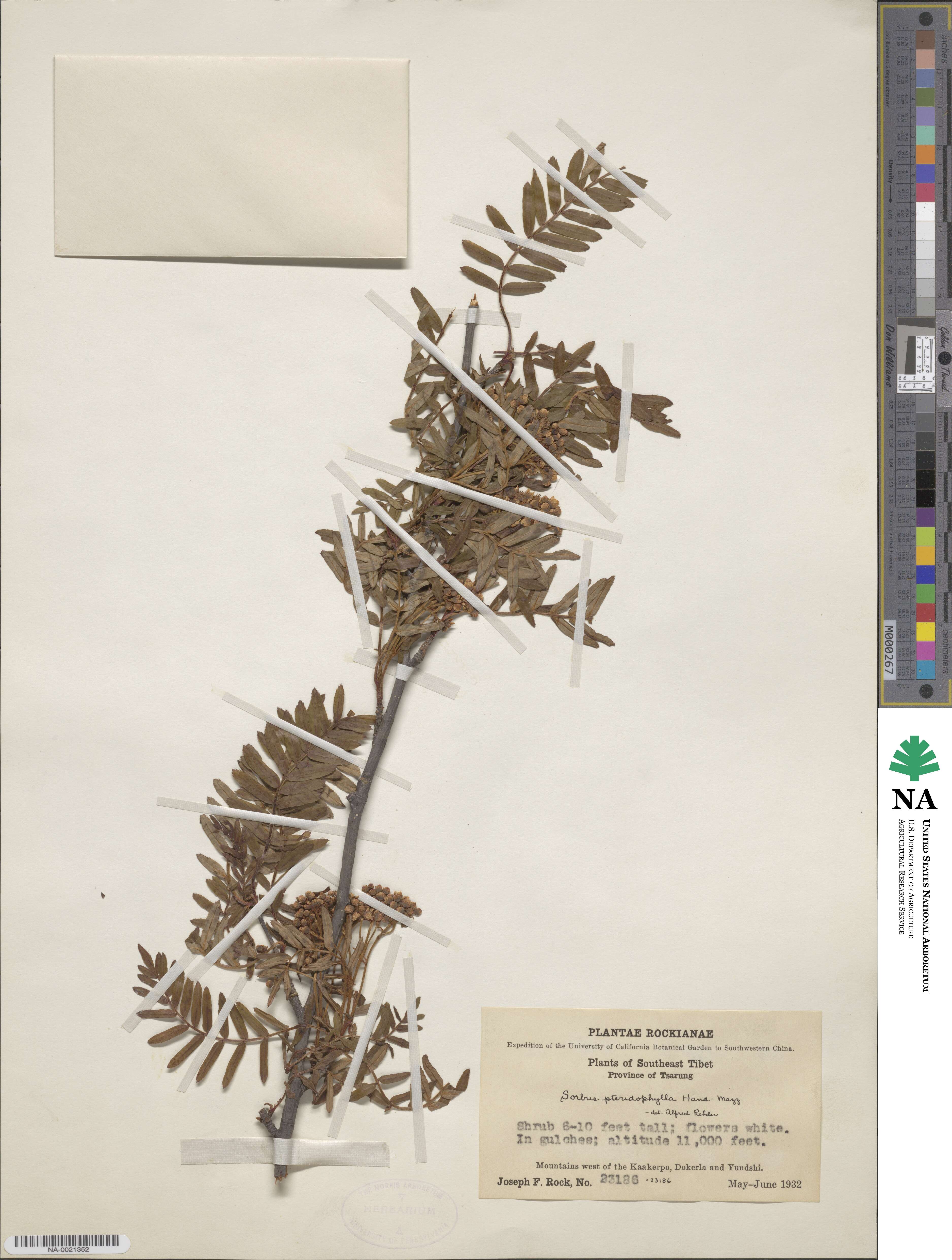 Sorbus pteridophylla image