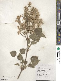 Syringa oblata subsp. oblata image