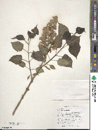 Syringa vulgaris image