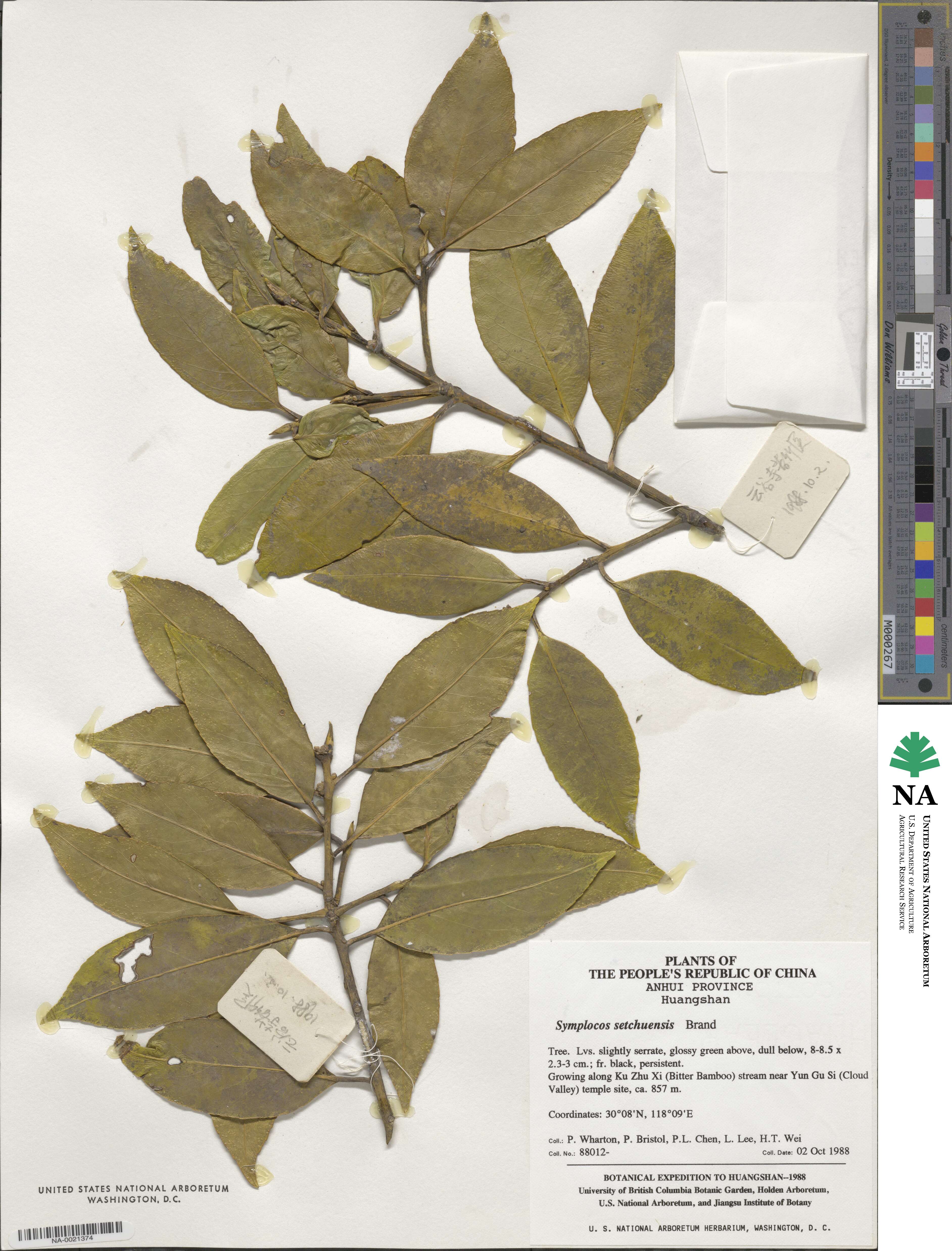 Symplocos theifolia image