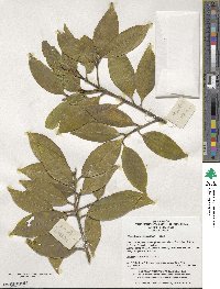 Symplocos theifolia image