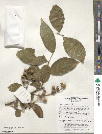 Styrax fortunei image